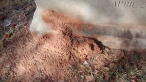 fire_ants_gravestone