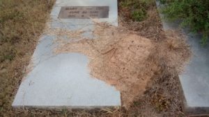 fire_ants_cemetery