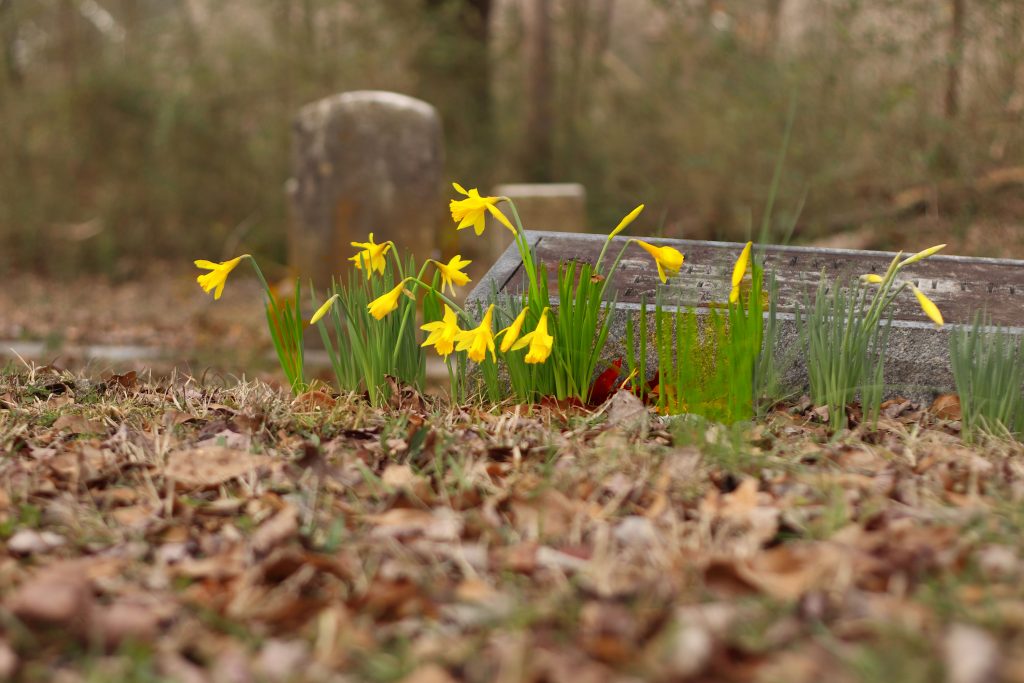Cemetery Daffodils