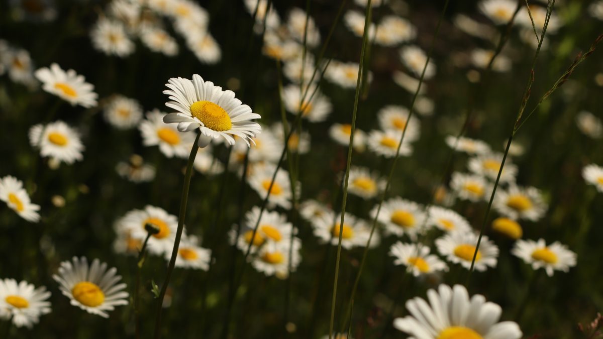daisies in a cemetery